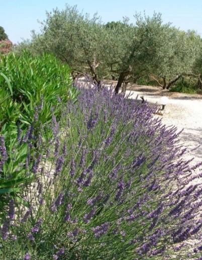 فيلا Le Mazet 40 Saint-Rémy-de-Provence المظهر الخارجي الصورة