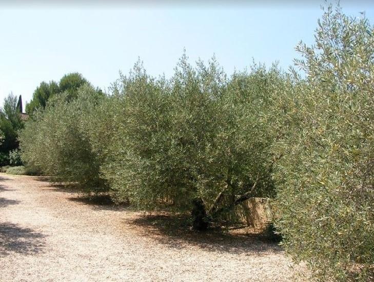 فيلا Le Mazet 40 Saint-Rémy-de-Provence المظهر الخارجي الصورة